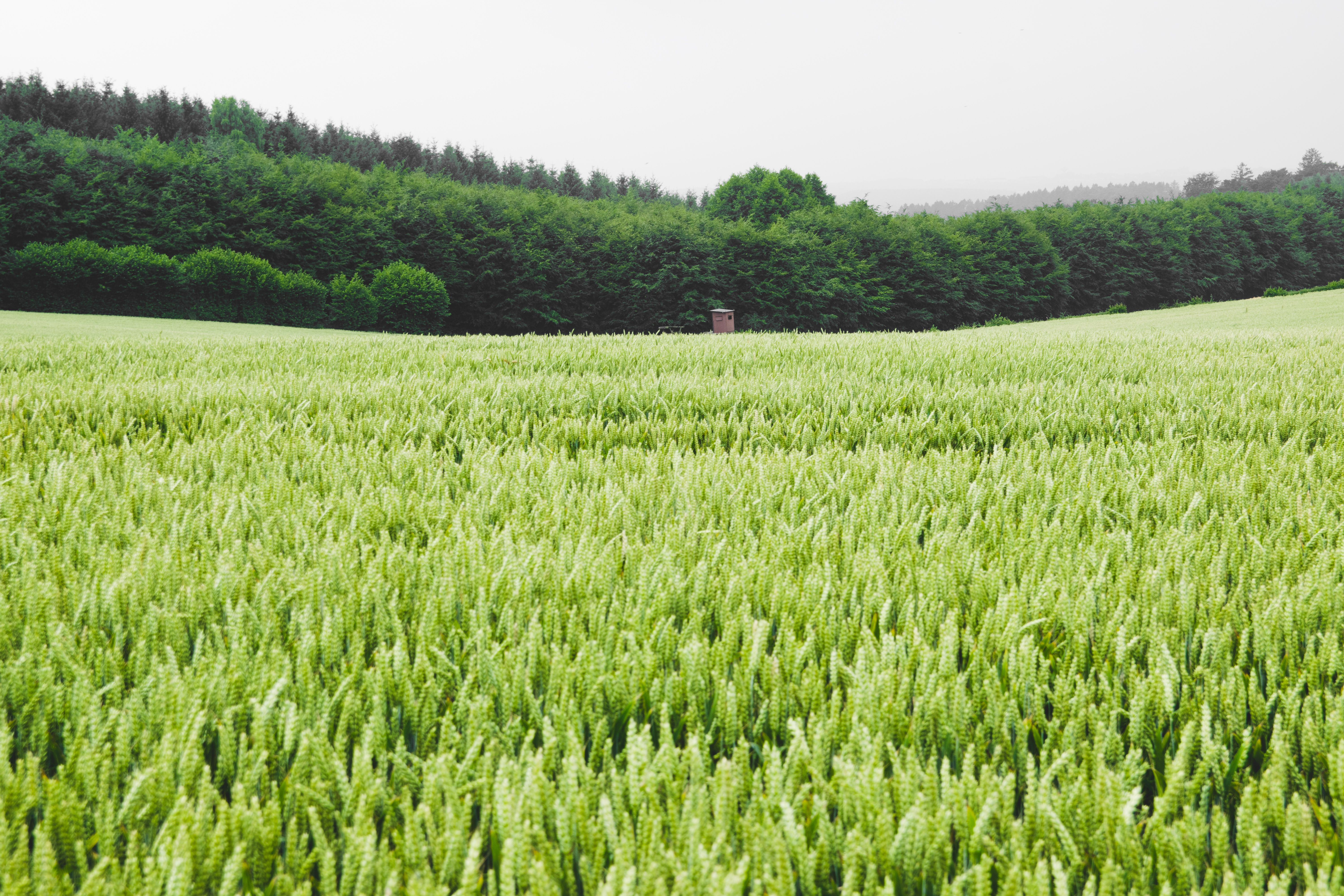 Starting on the green field?