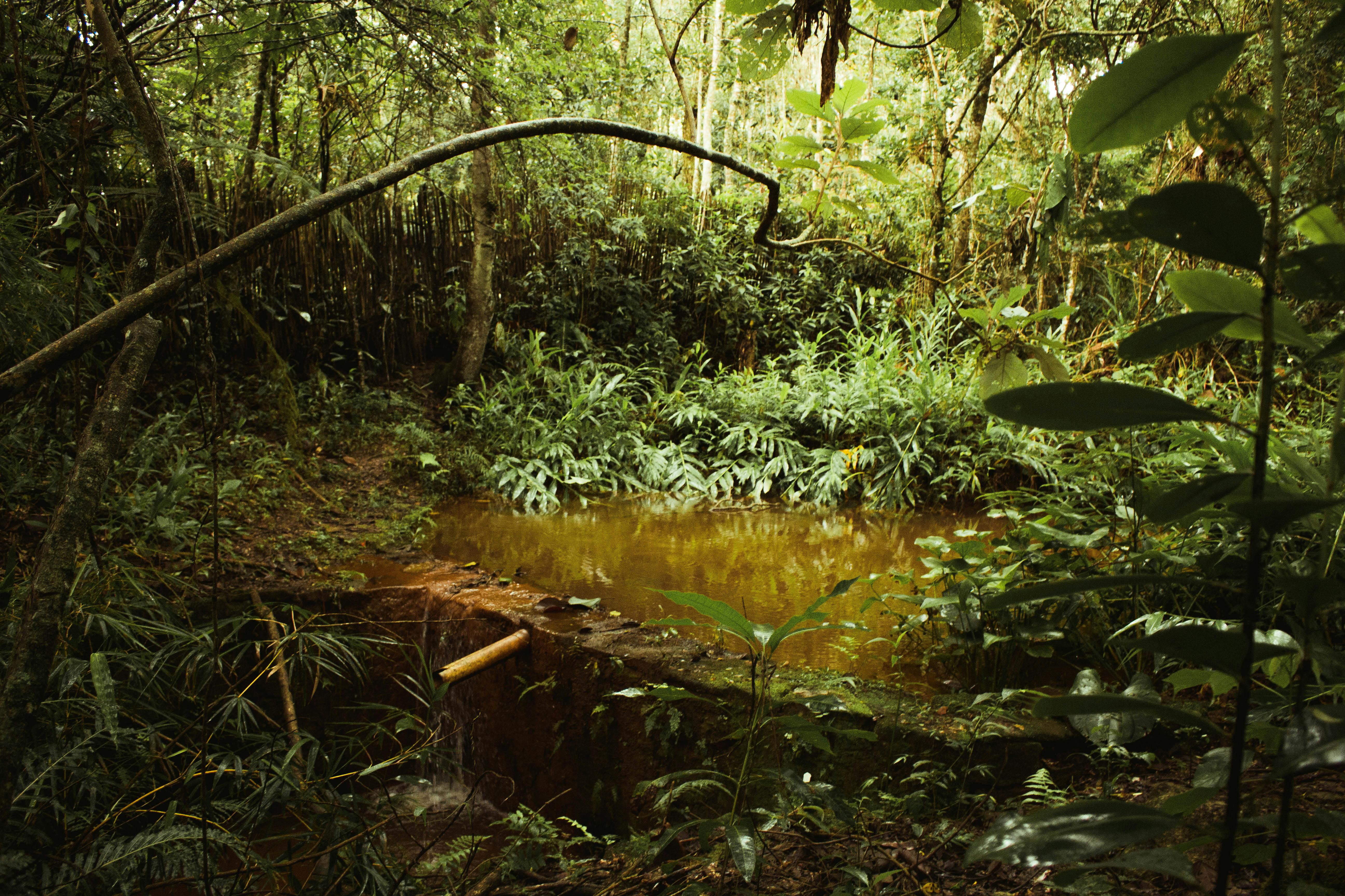 Welcome to the jungle!